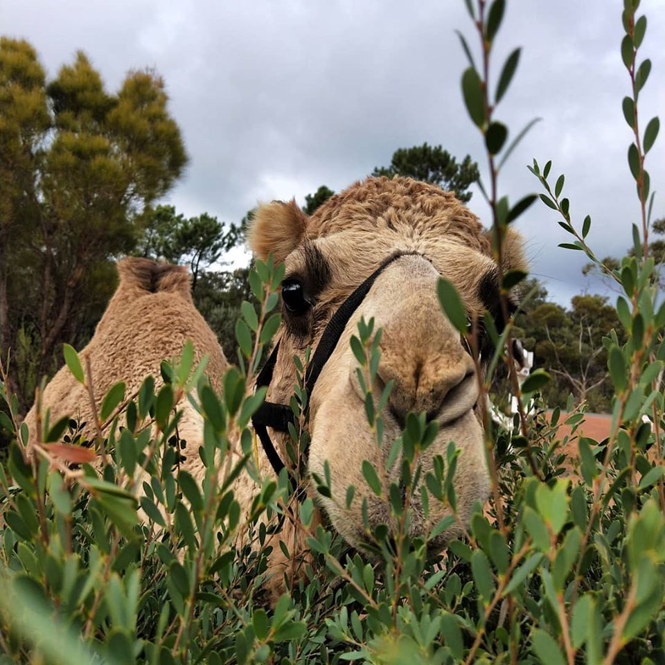 33942667_1966325216733013_74737352854072