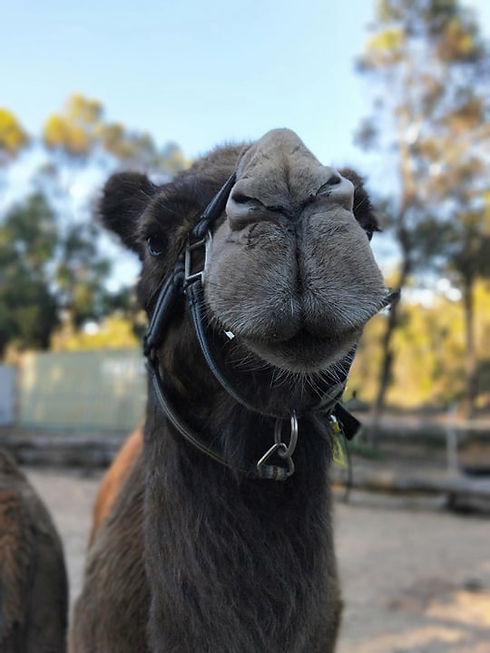 78663715_993254911031606_481378334230865