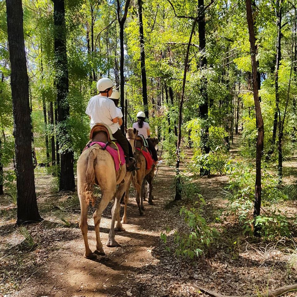 52303428_2356939547671576_14216662798565