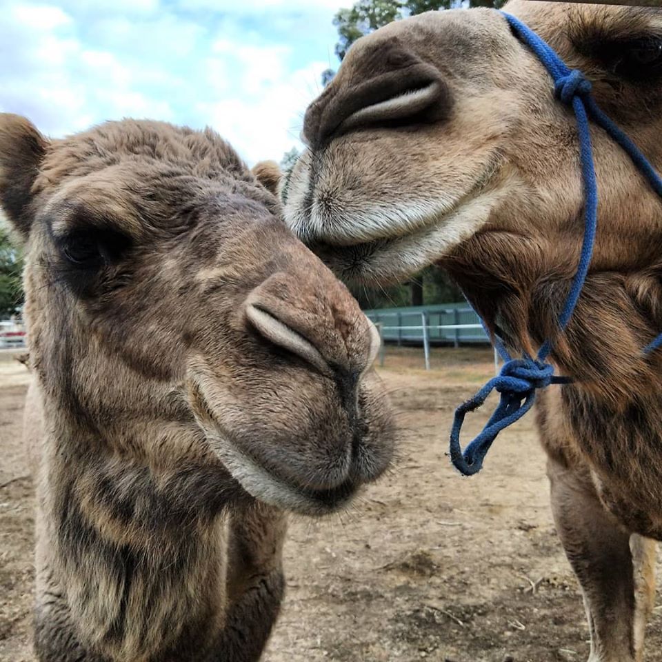 34759059_1976169152415286_80380765419444