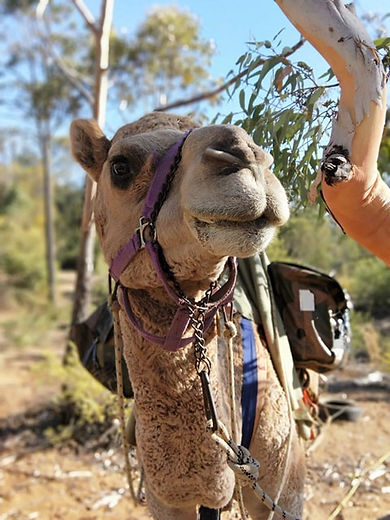 71181102_2750308731667987_48801561605832