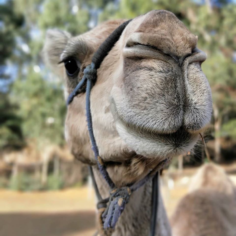 70397291_2736314916400702_51675652960383