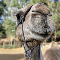 70397291_2736314916400702_51675652960383