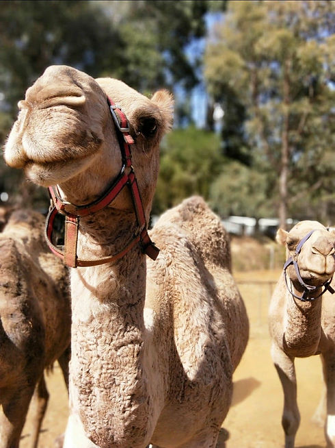 196267758_223868549303698_58685562913324