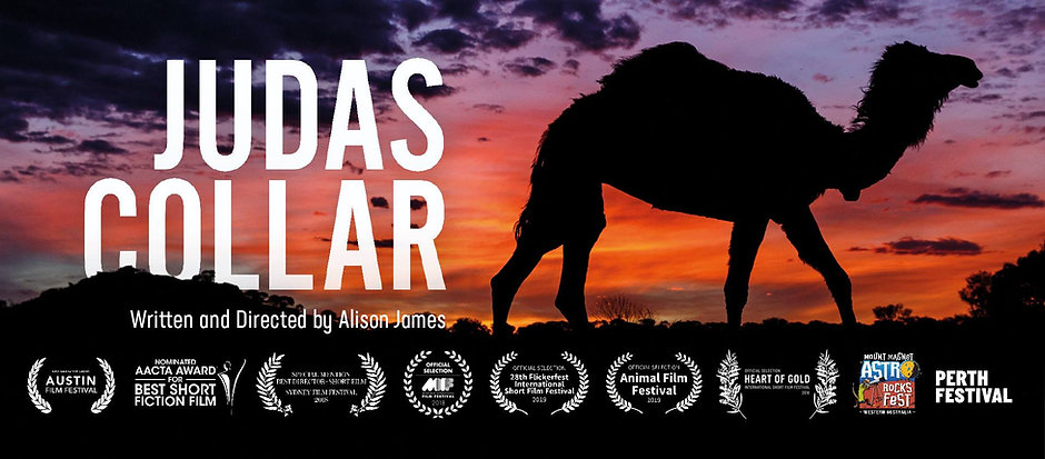 50902131_2262785107339576_19475696363839